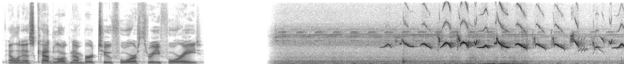 Kestane Karınlı Koca Tohumcul - ML24348