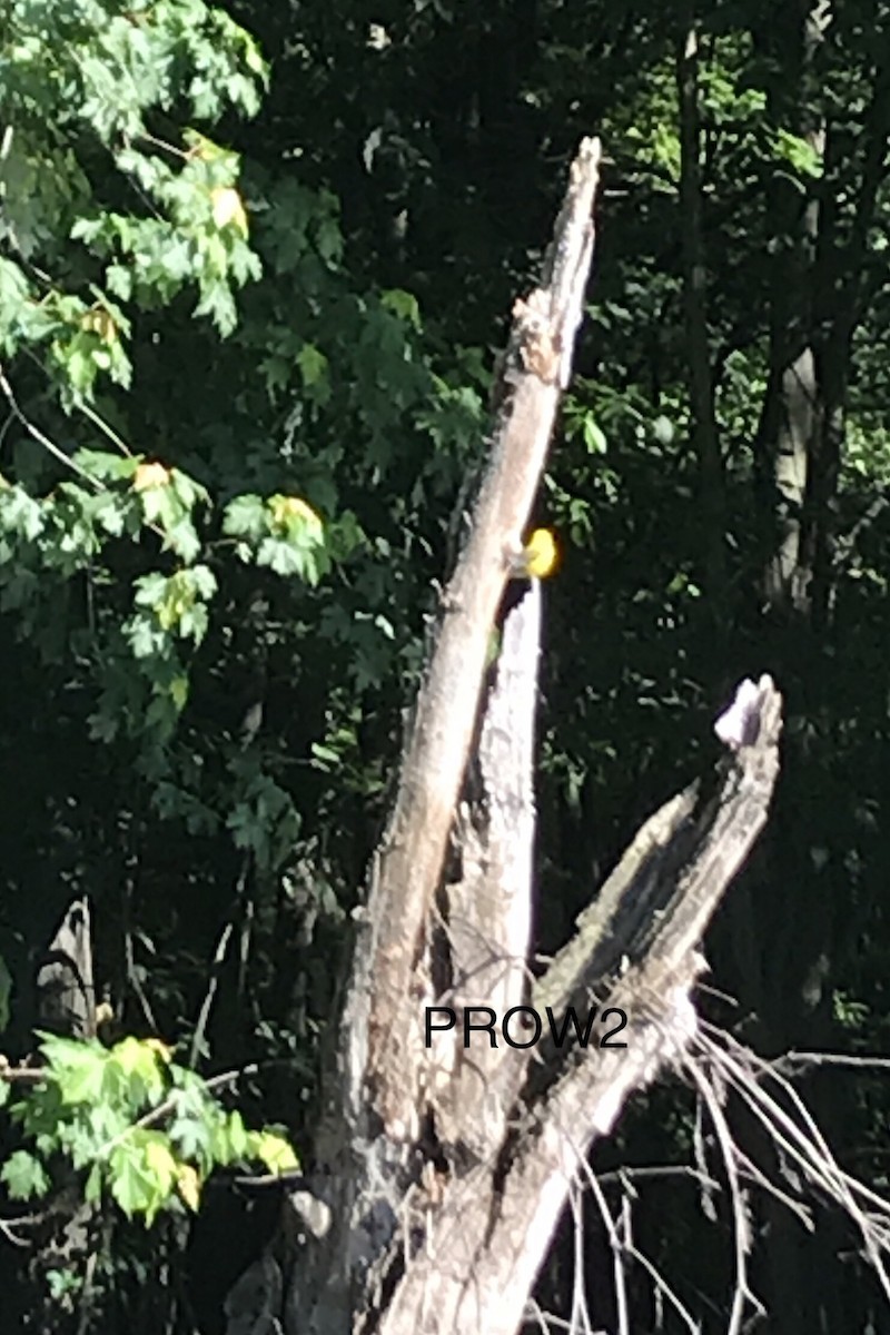 Prothonotary Warbler - Ken Burdick