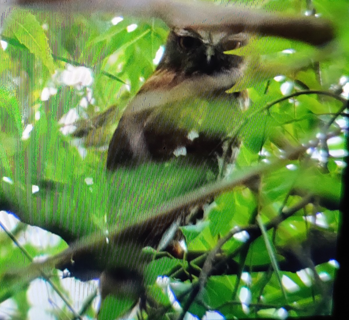 Brown Boobook - ML243481821