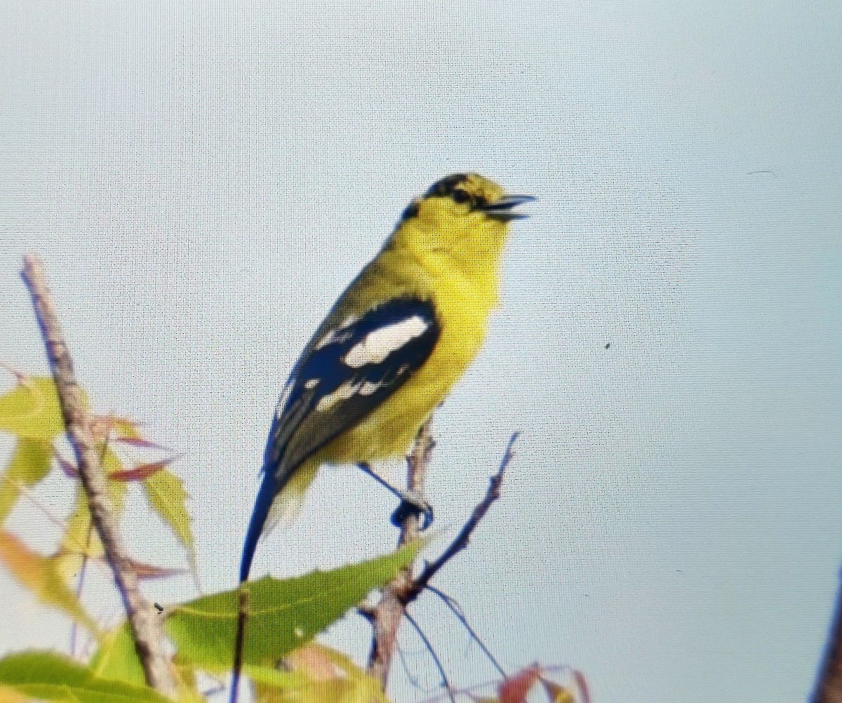 Common Iora - ML243482031