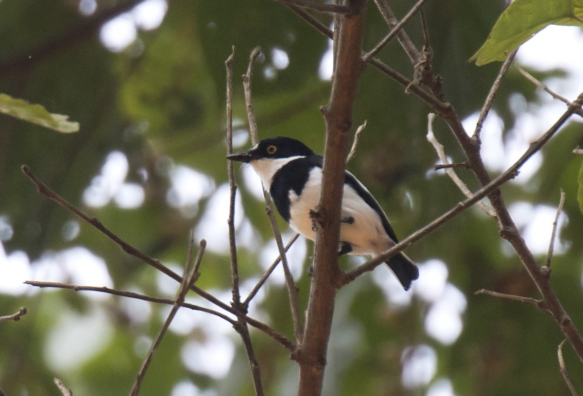 Ituri Batis - Daniel López-Velasco | Ornis Birding Expeditions