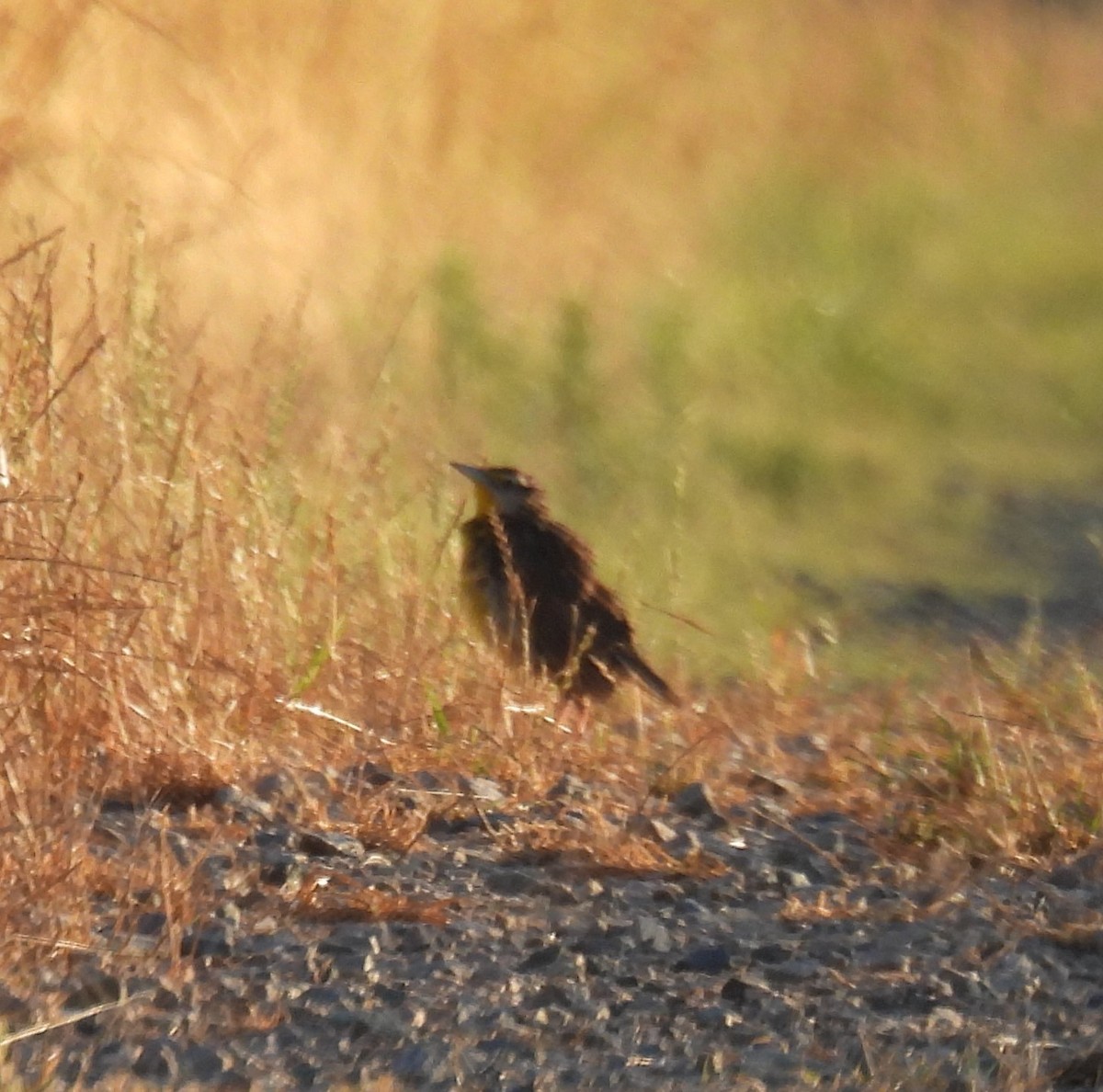 Eastern Meadowlark - ML243483061