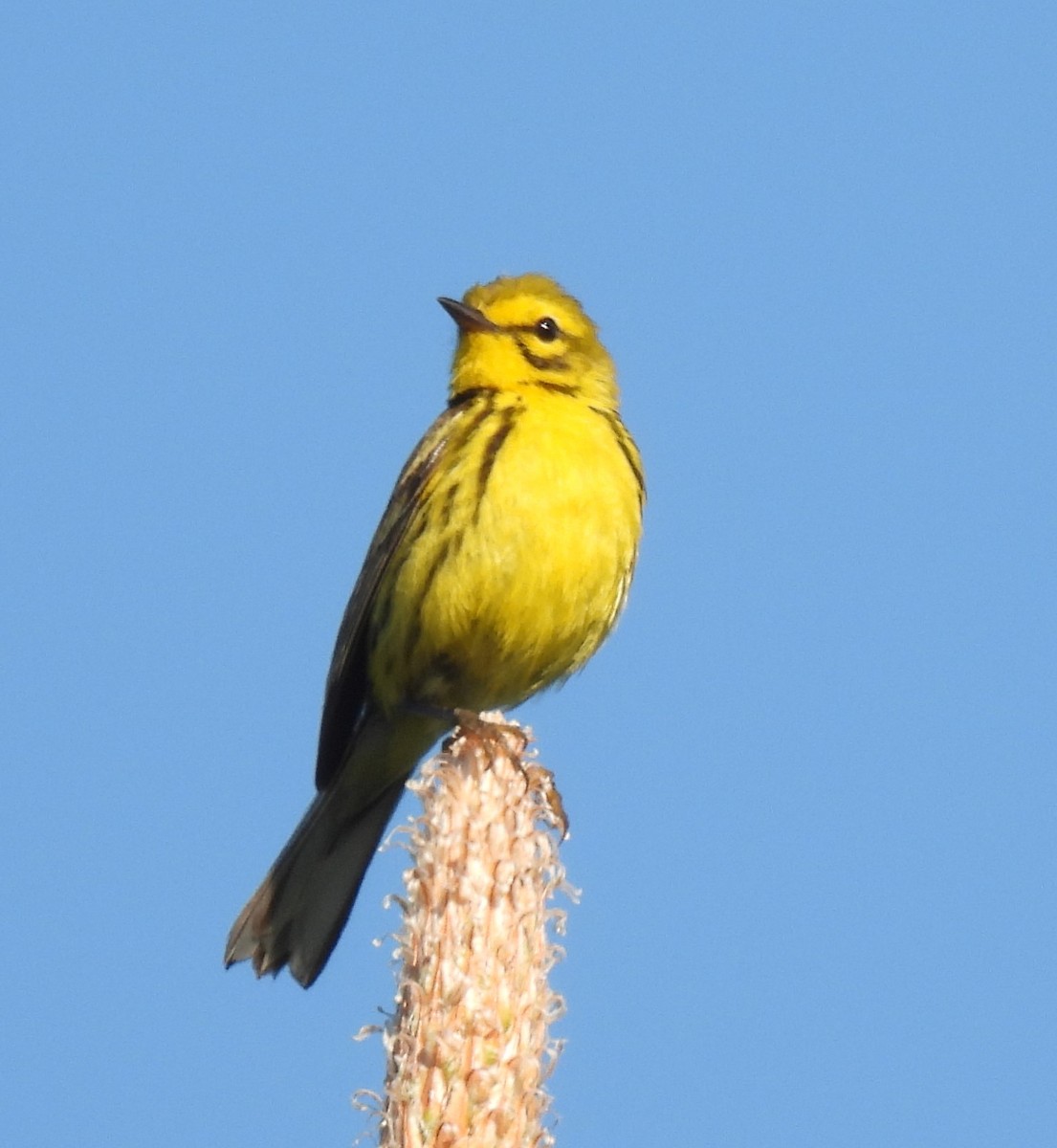 Prairie Warbler - ML243483501