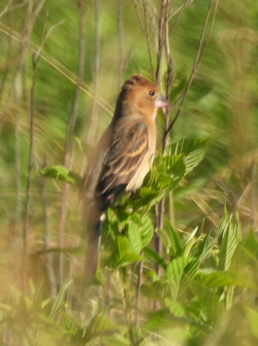 Blue Grosbeak - Michelle Forte