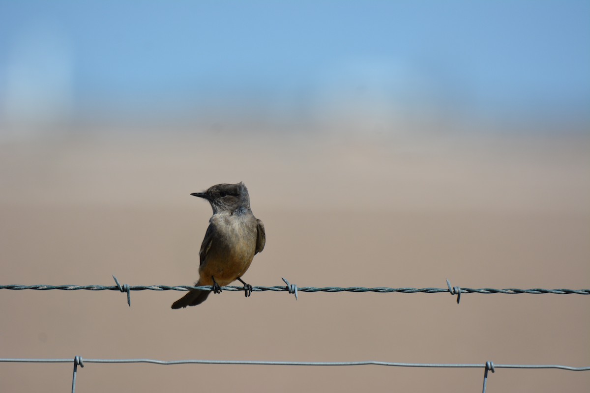 Say's Phoebe - Mary Gustafson