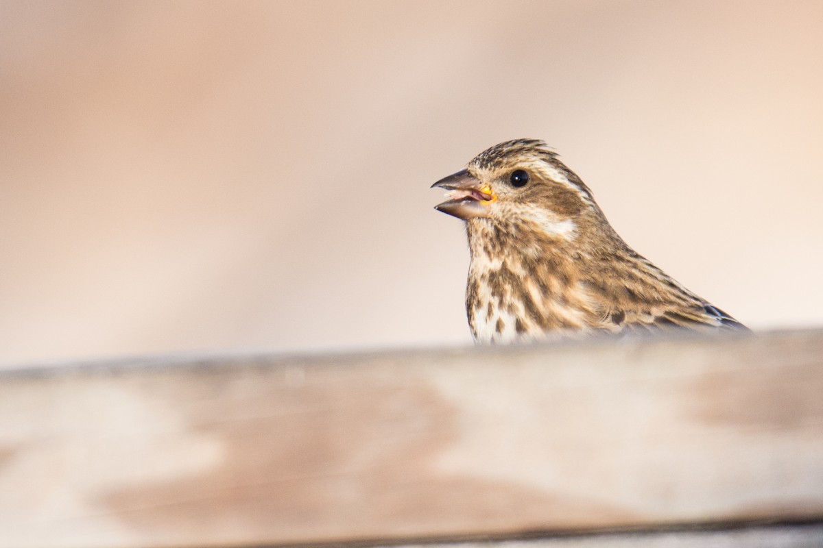 Purple Finch - ML24348421