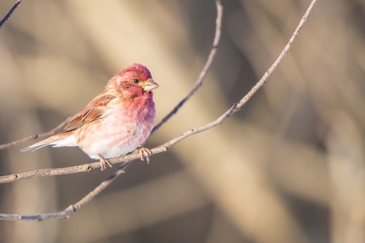 Purple Finch - ML24348471