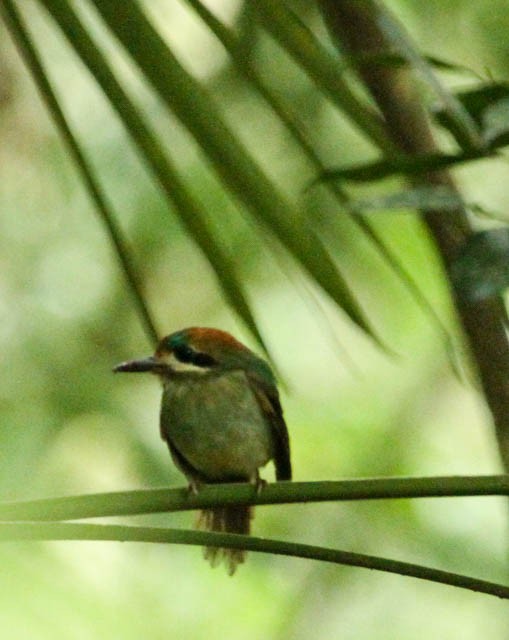 Zwergmotmot - ML24348531