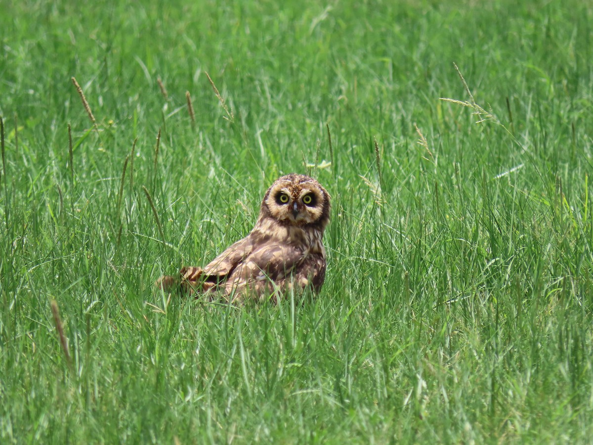 短耳鴞(domingensis/portoricensis) - ML243485371