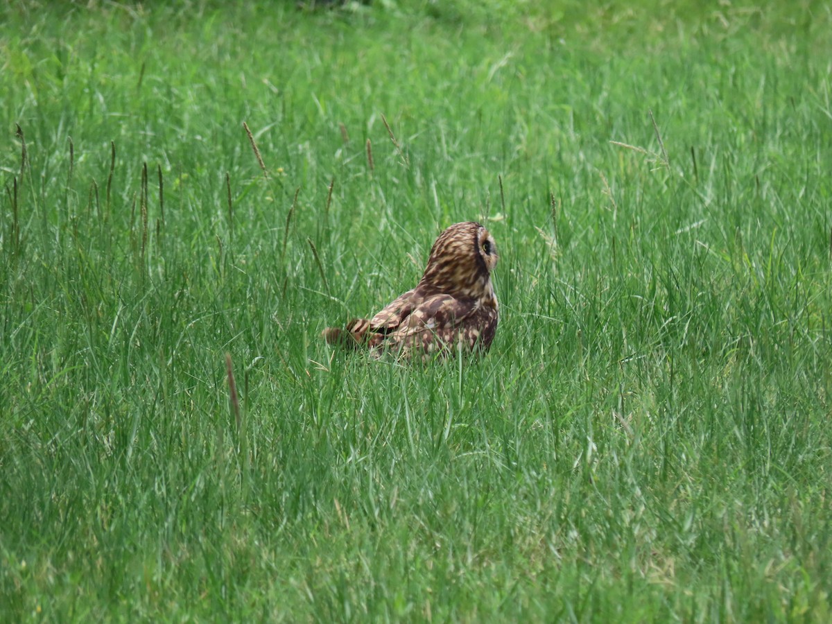 Short-eared Owl (Antillean) - ML243485381