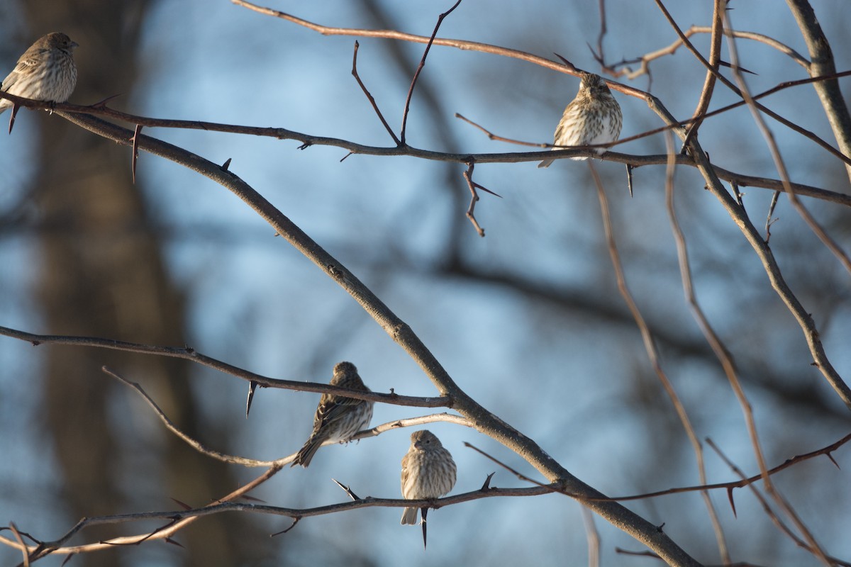 Purple Finch - ML24348541