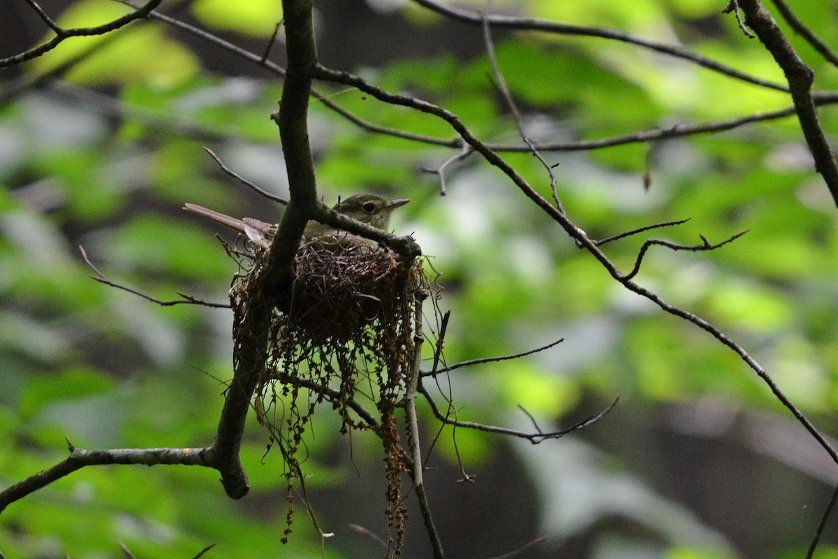 Acadian Flycatcher - Cathy Adair