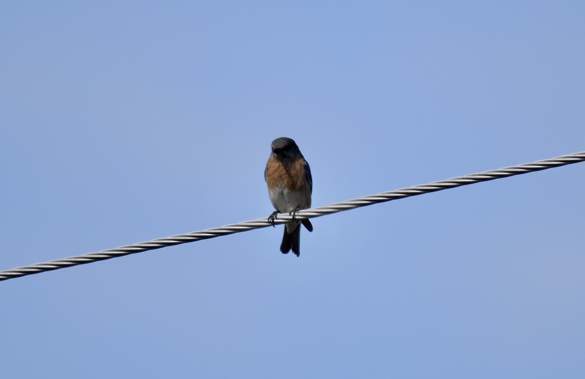 Eastern Bluebird - Carly Rodgers