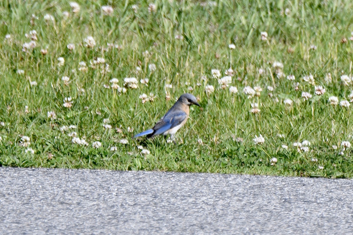 Eastern Bluebird - ML243486351