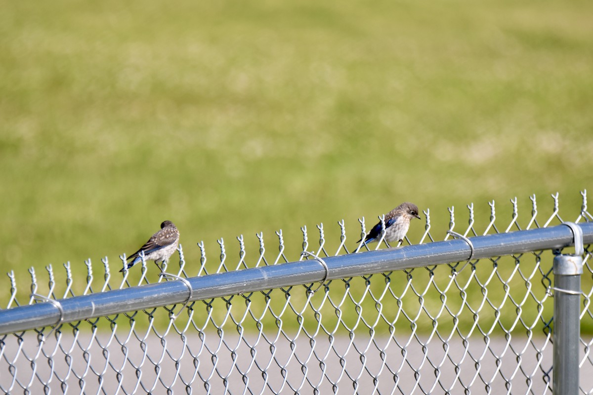 Eastern Bluebird - ML243486381