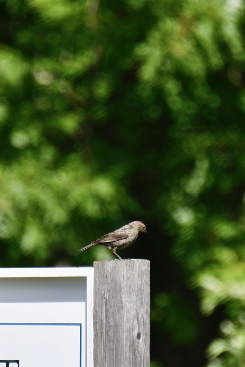 Brown-headed Cowbird - Carly Rodgers