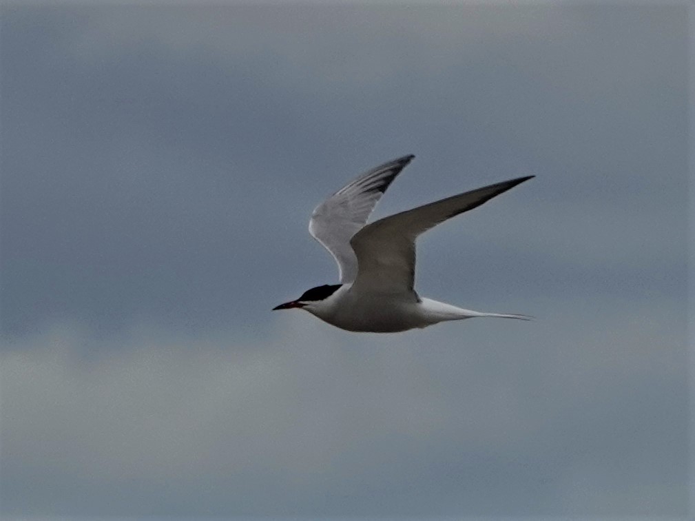 Common Tern - ML243487451