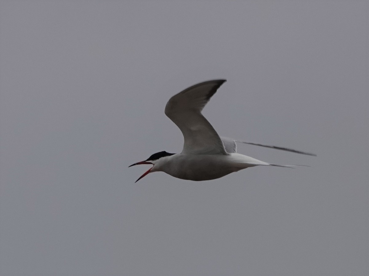 Common Tern - ML243487761