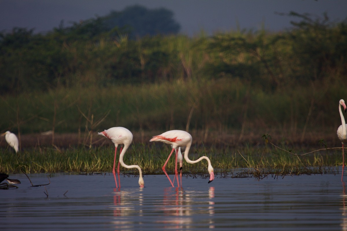 Greater Flamingo - ML243487991