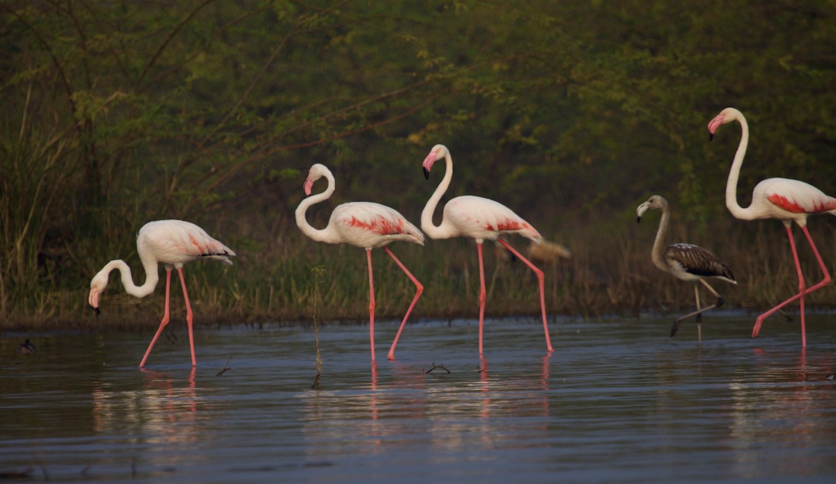 Greater Flamingo - ML243488021