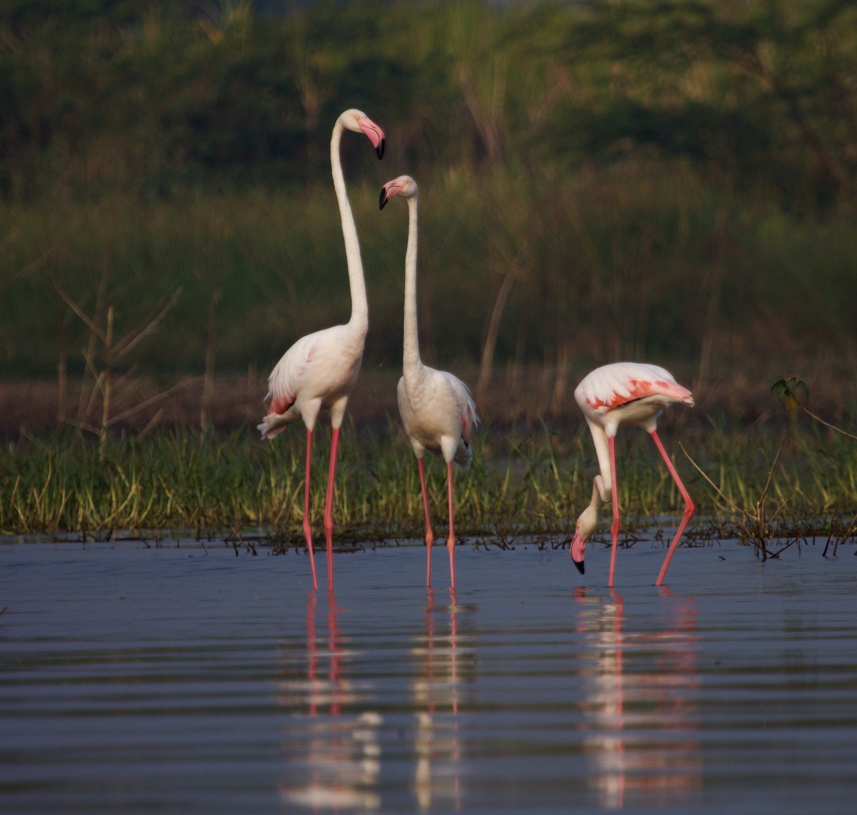 Greater Flamingo - ML243488041