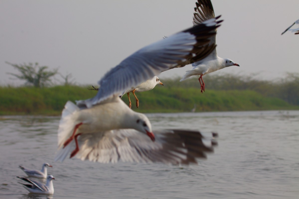 Brown-headed Gull - ML243488481