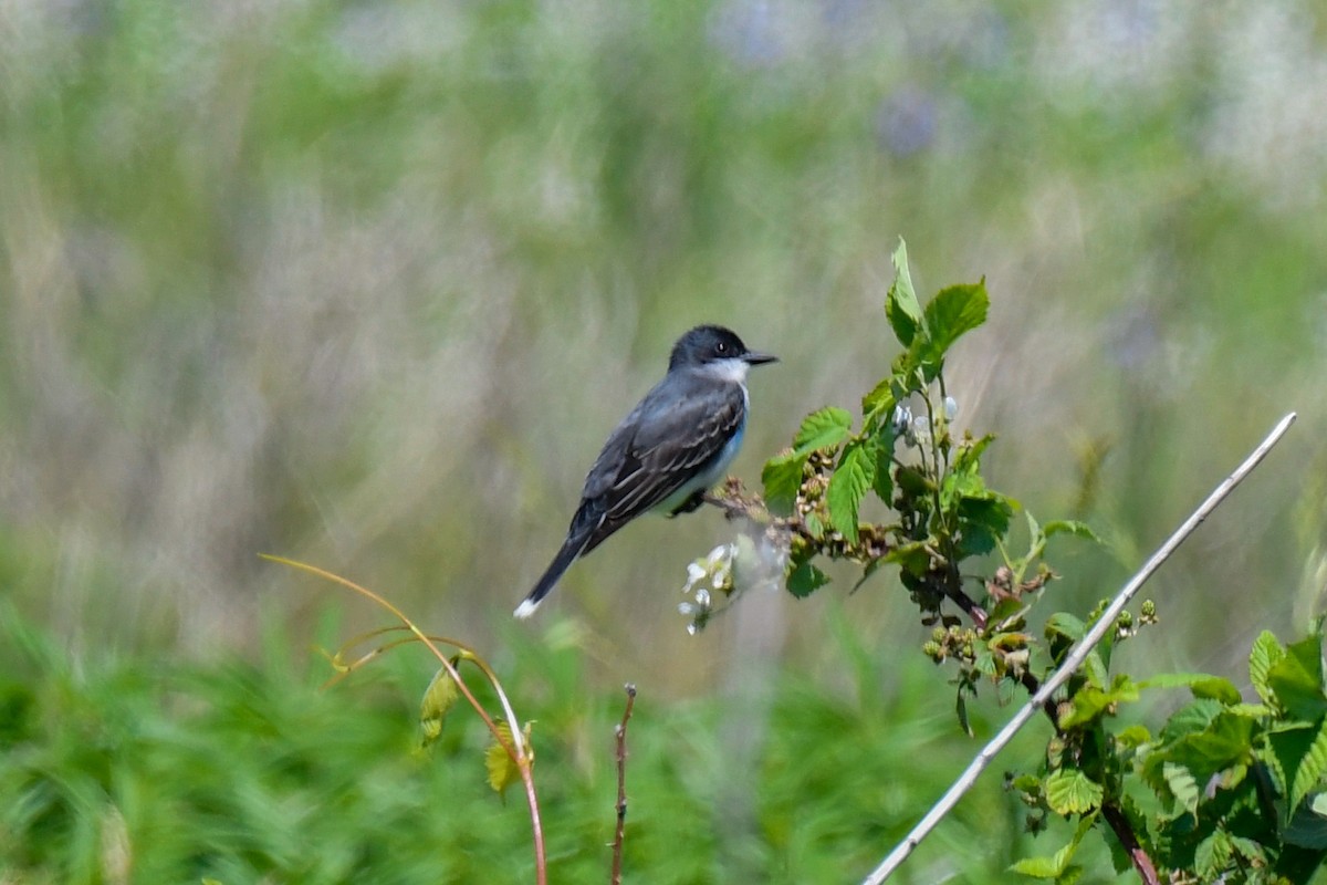 Eastern Kingbird - ML243489021
