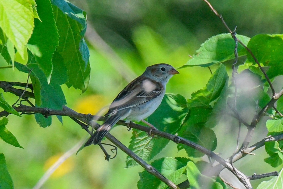 Field Sparrow - ML243489881