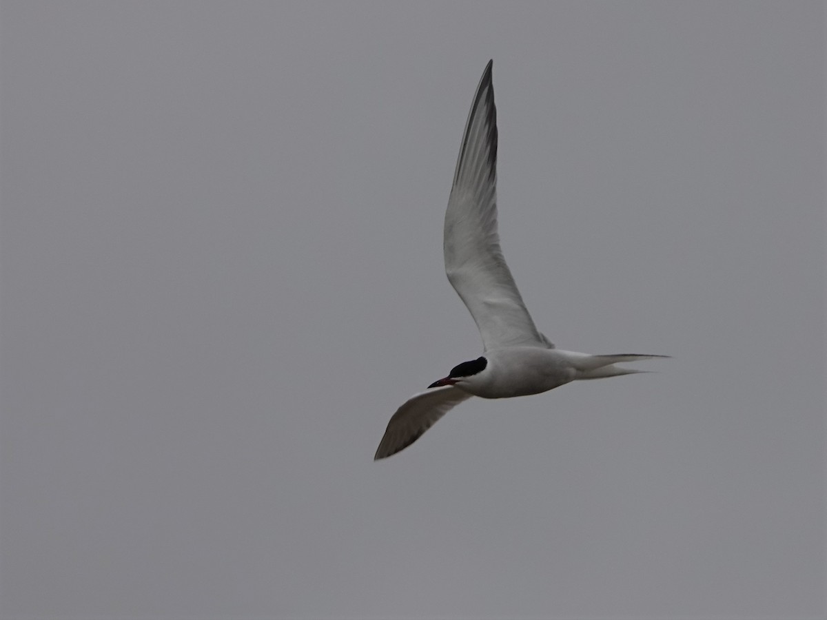 Common Tern - ML243490931