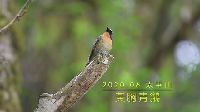 Snowy-browed Flycatcher - ML243491201