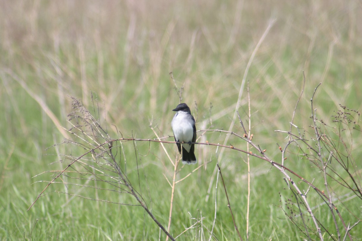 Eastern Kingbird - ML243491271