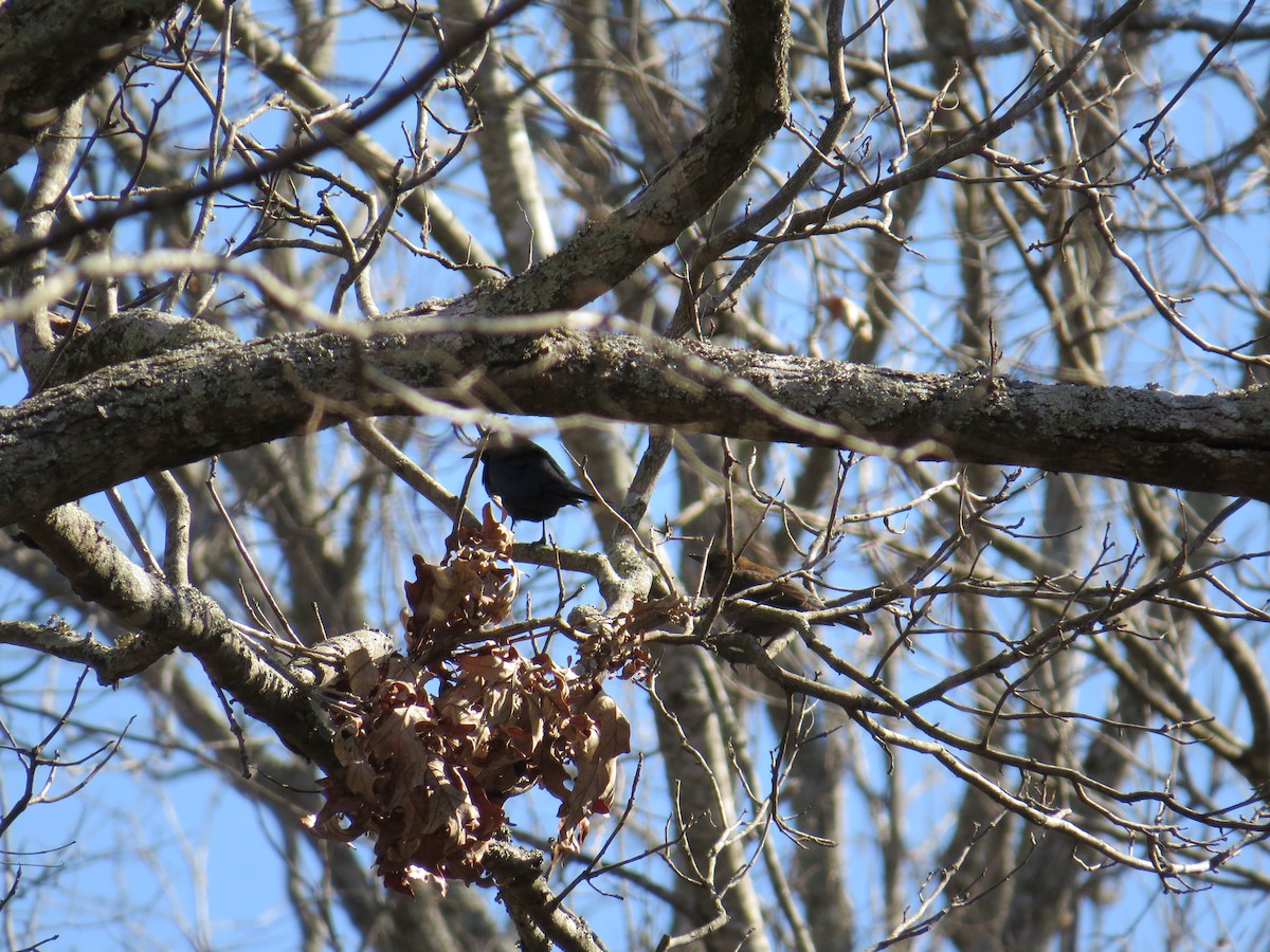 Rusty Blackbird - ML24349301