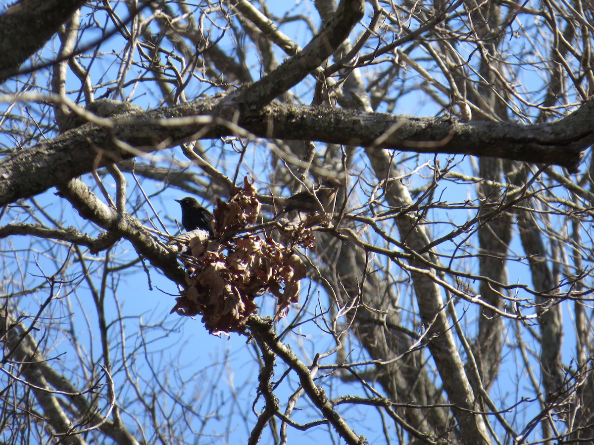 Rusty Blackbird - ML24349331