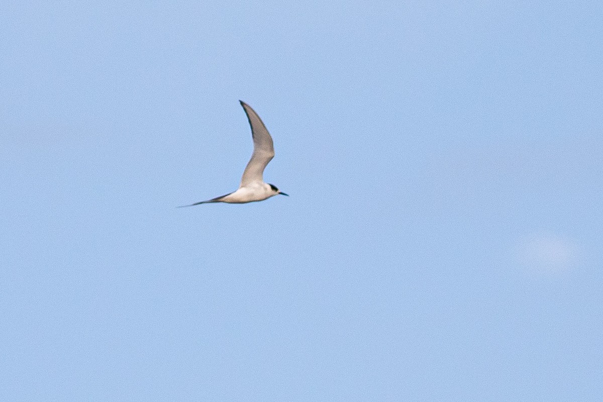 Arctic Tern - Tom Baxter