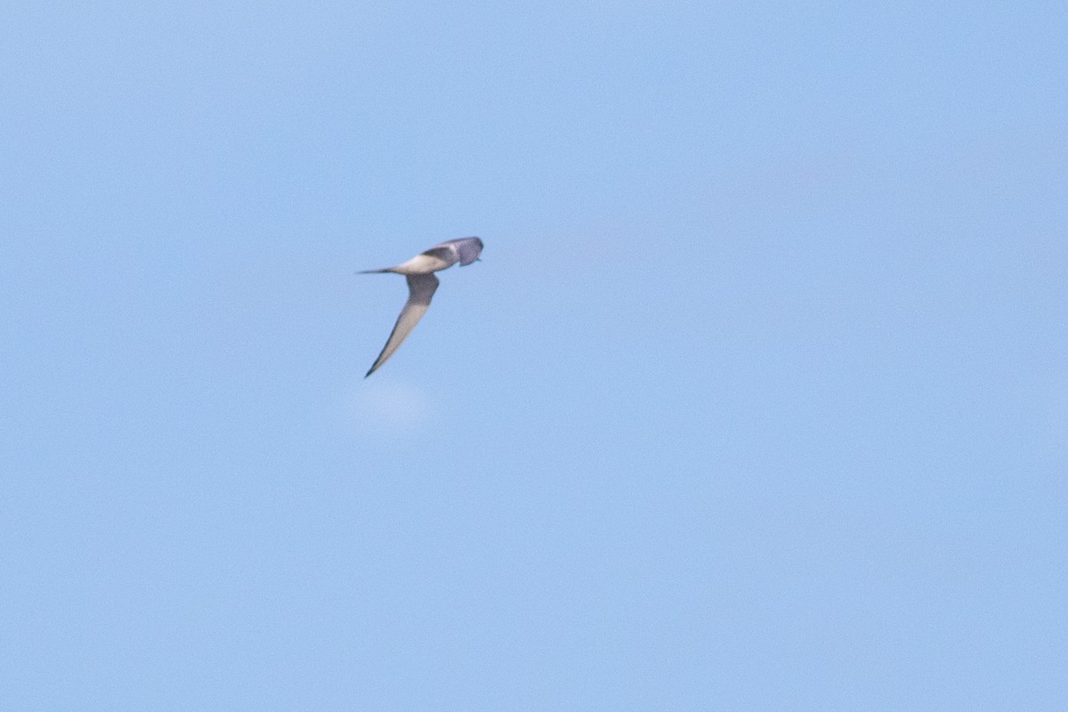 Arctic Tern - Tom Baxter