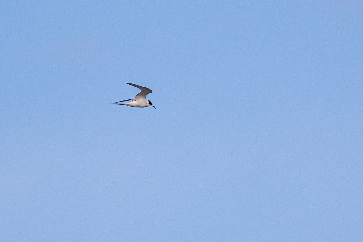 Arctic Tern - Tom Baxter