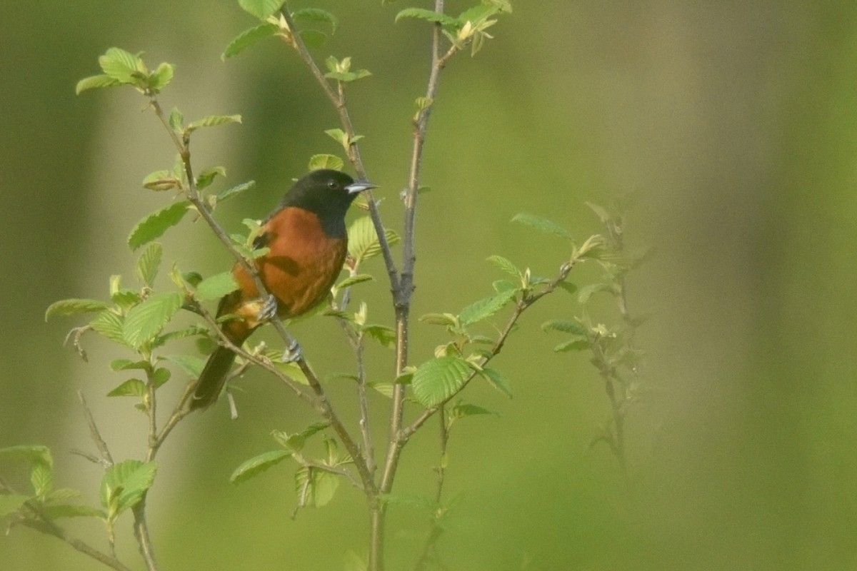 Orchard Oriole - ML243494101