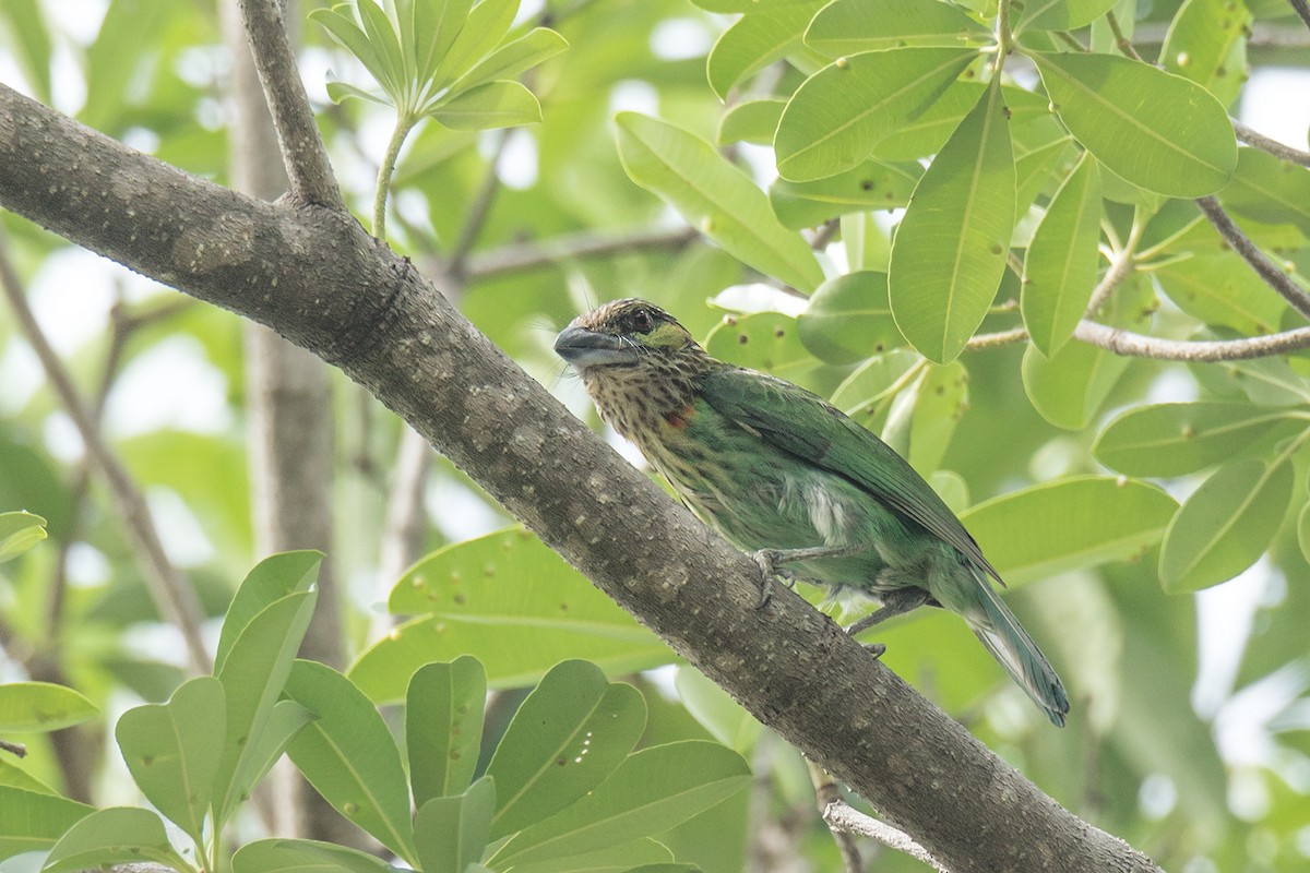 barbet zelenouchý - ML243494551