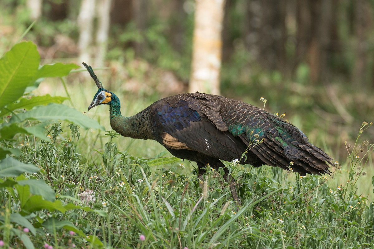 Green Peafowl - ML243494561