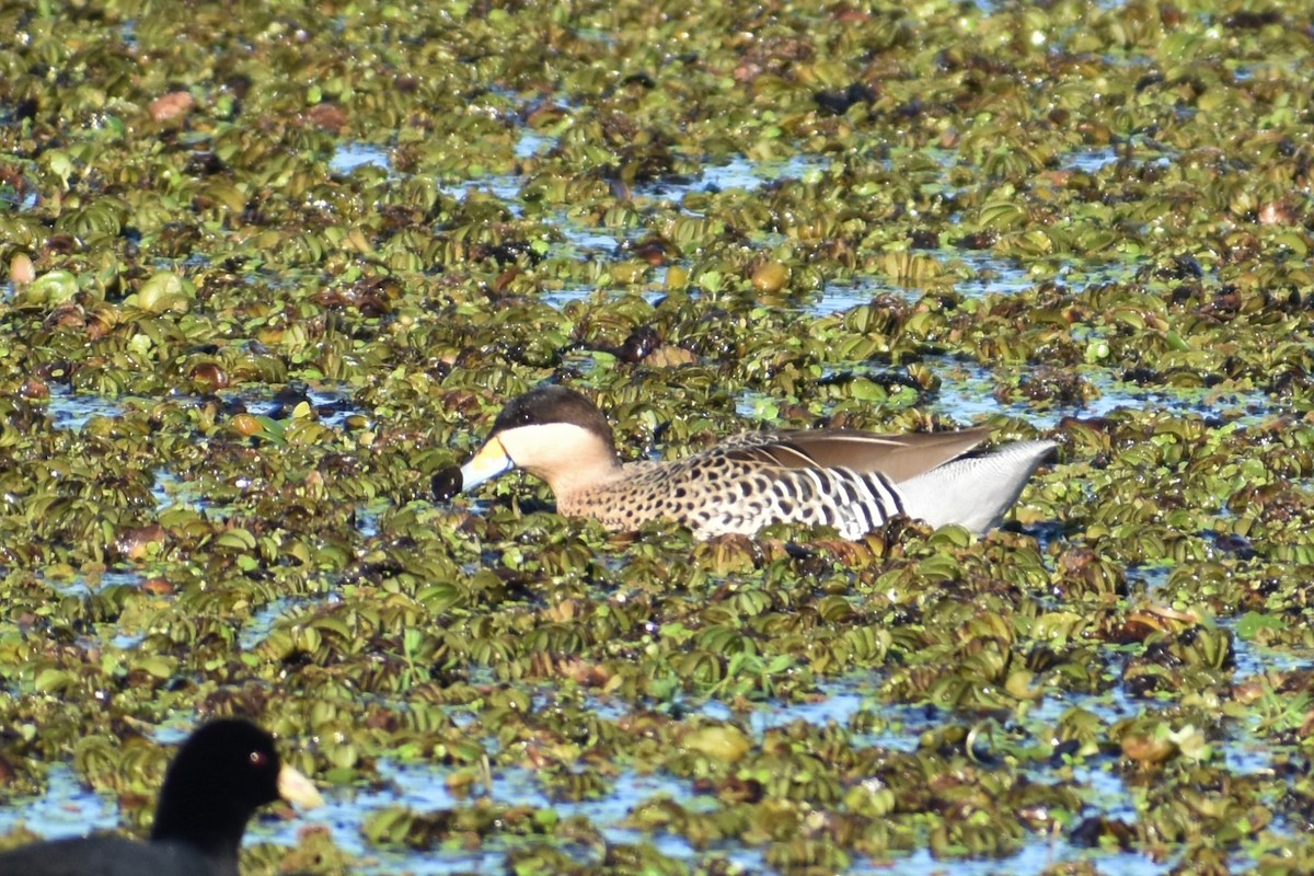 Silver Teal - ML243496251