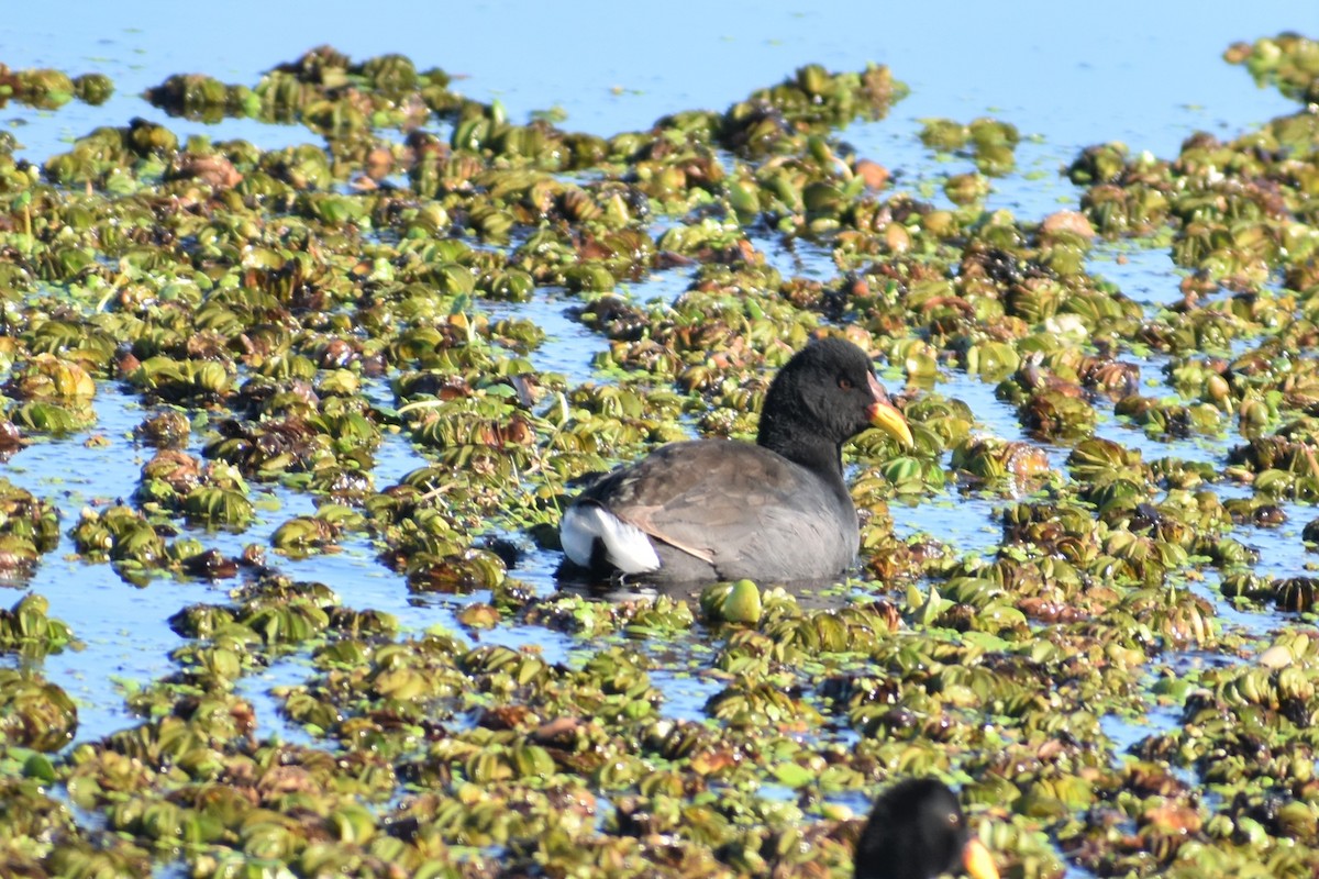 Red-fronted Coot - ML243496311