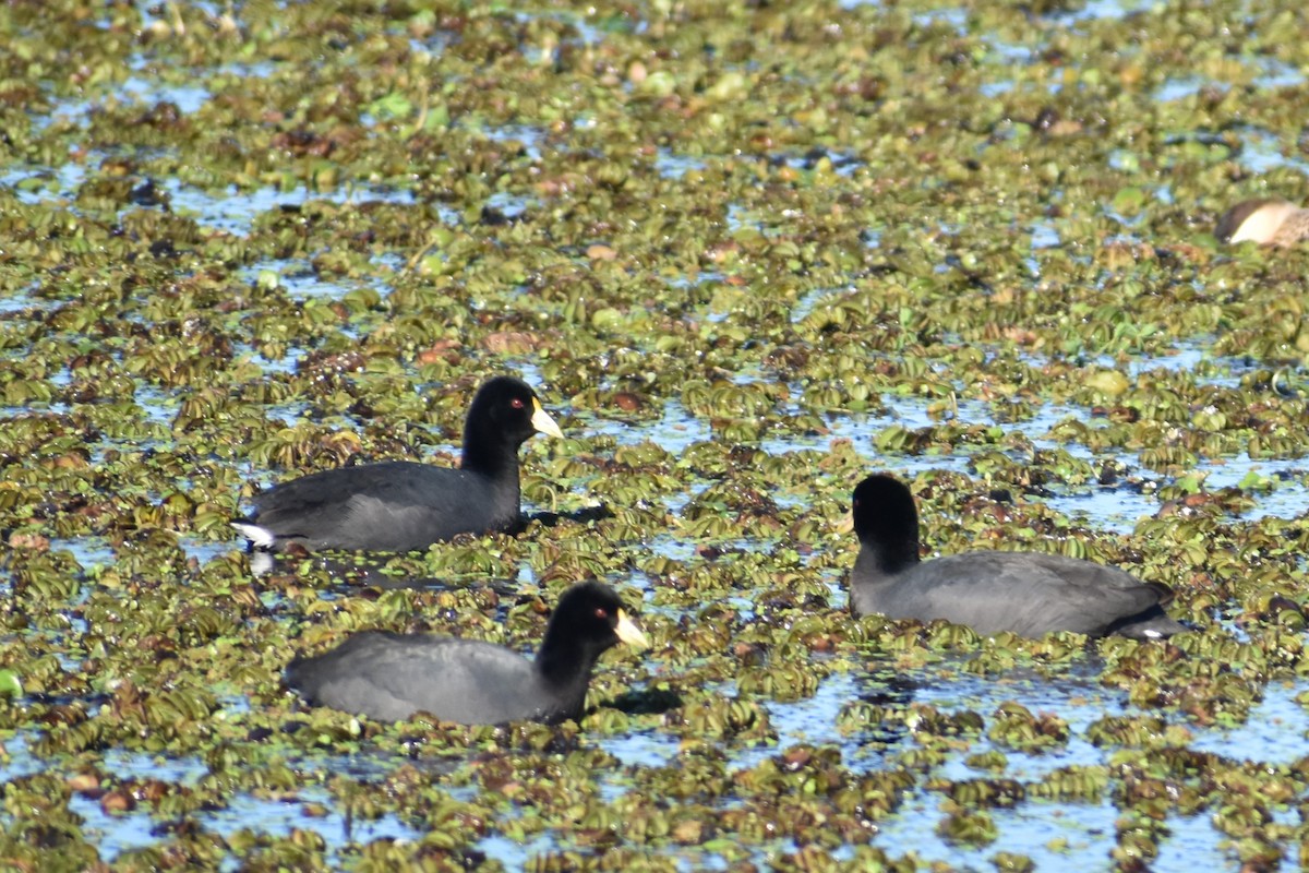 White-winged Coot - ML243496601