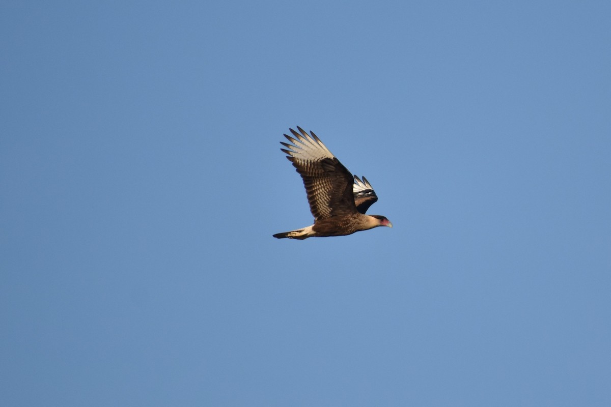 Crested Caracara (Southern) - ML243496751