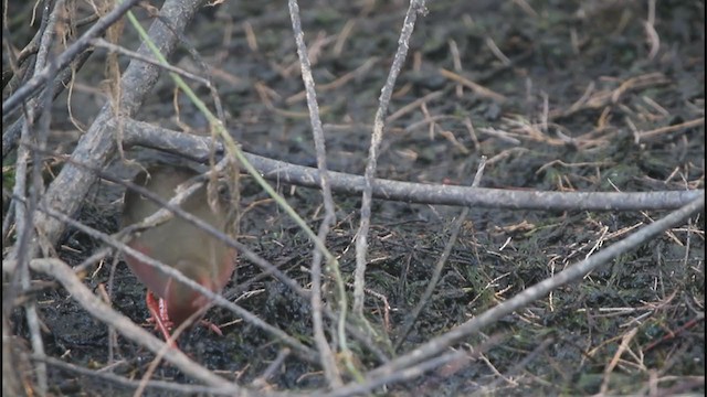 Ruddy-breasted Crake - ML243496831