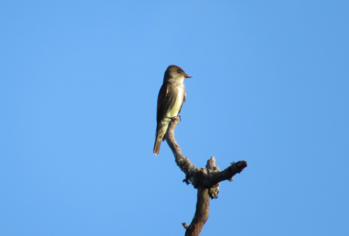 Olive-sided Flycatcher - ML243497441