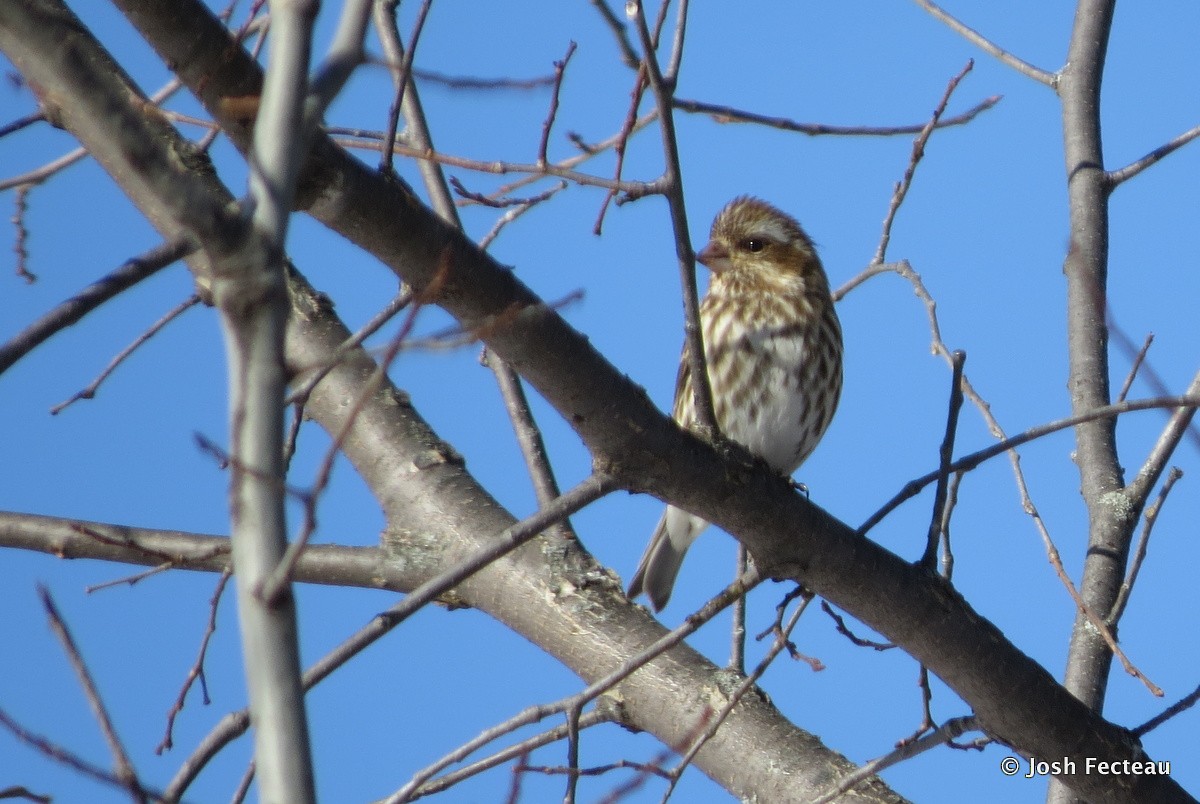 Purple Finch - ML24349771