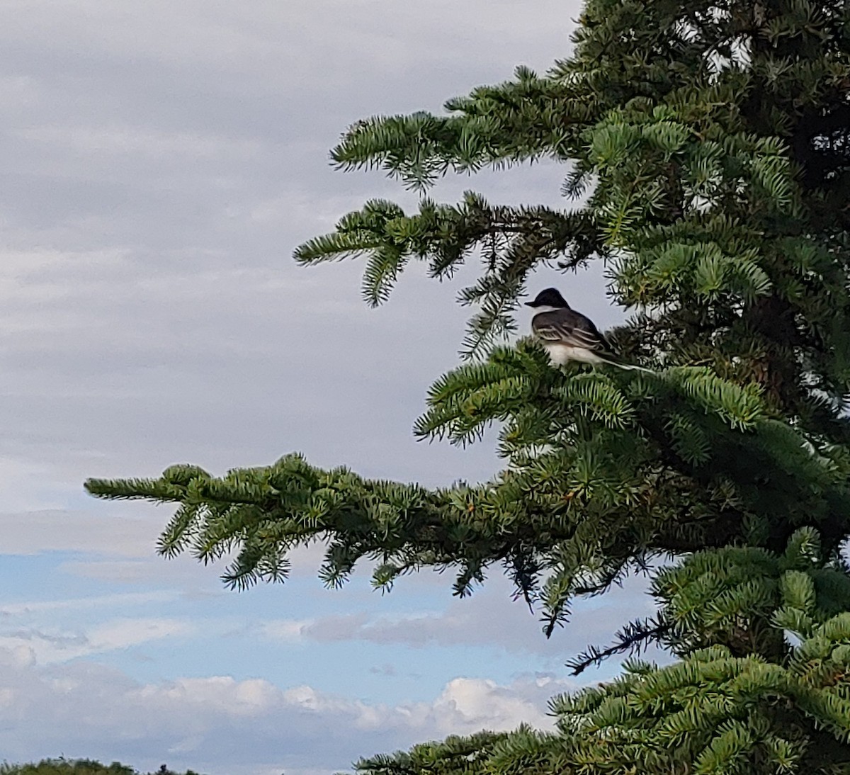 Eastern Kingbird - ML243498041