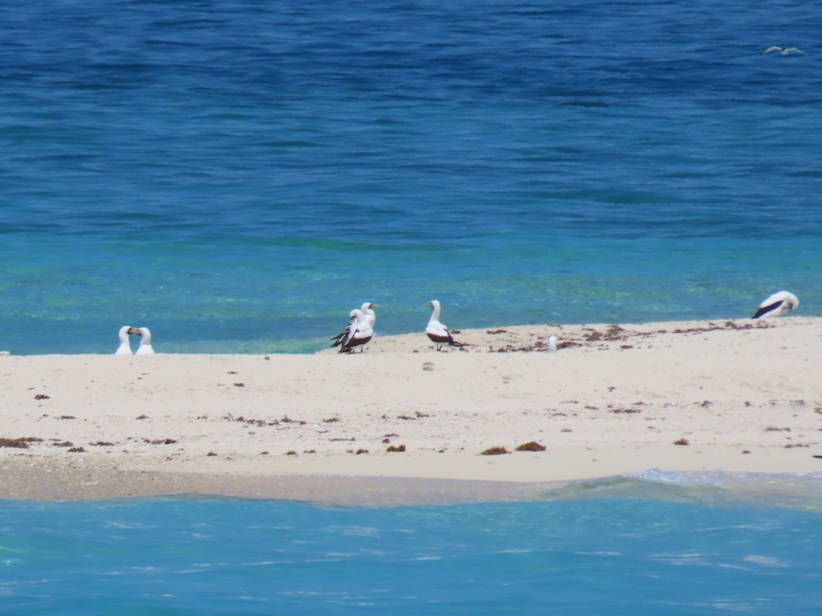 Masked Booby - ML243498191