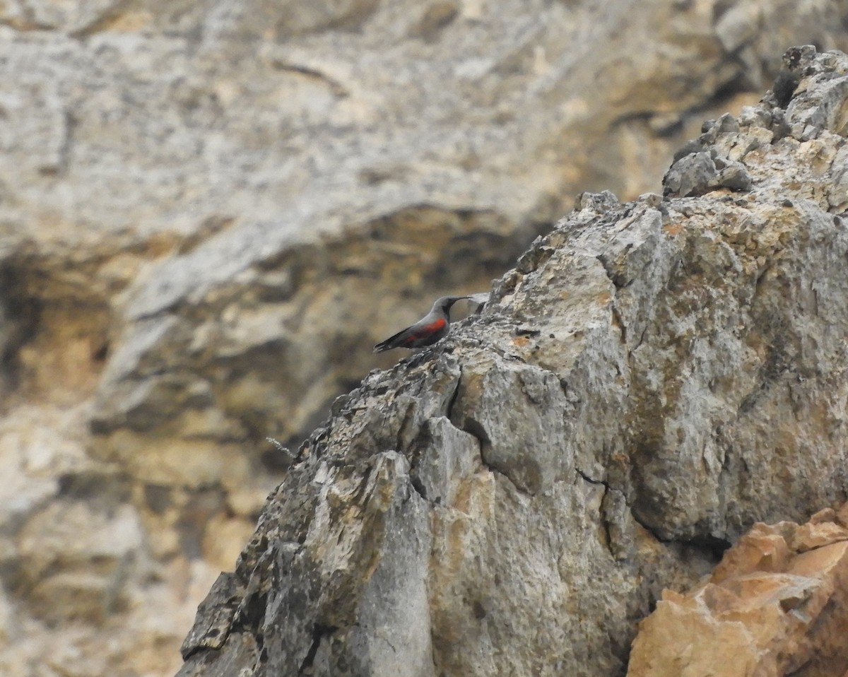 Wallcreeper - ML243498321