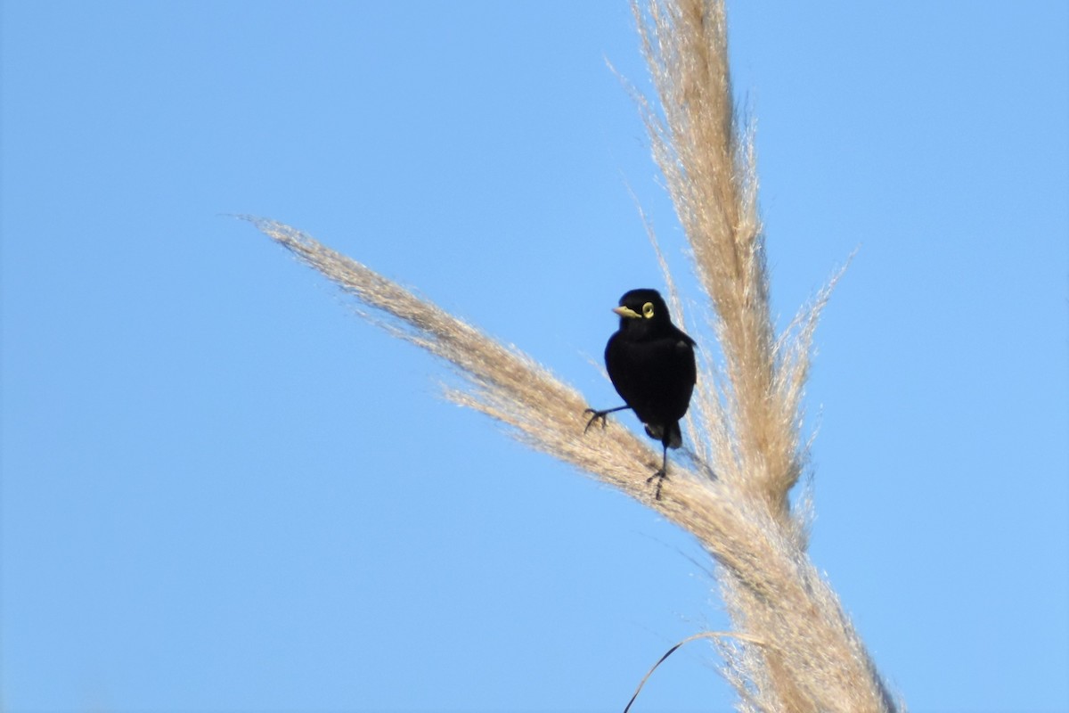 Spectacled Tyrant - ML243498751